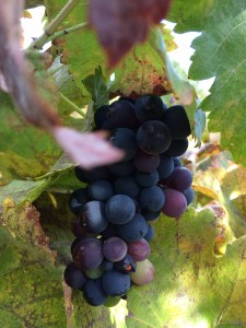 grapes integral living northern california